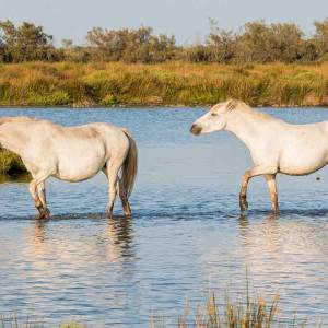 Pferde in der in der Camargue