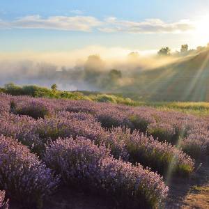 Lavendelfelder bei Arles in der Provence
