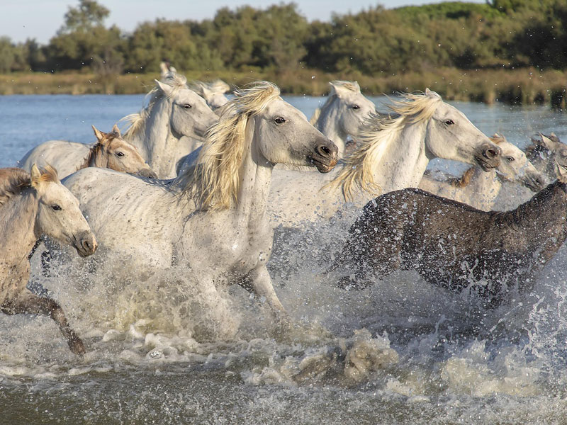 Erleben Sie die Camargue