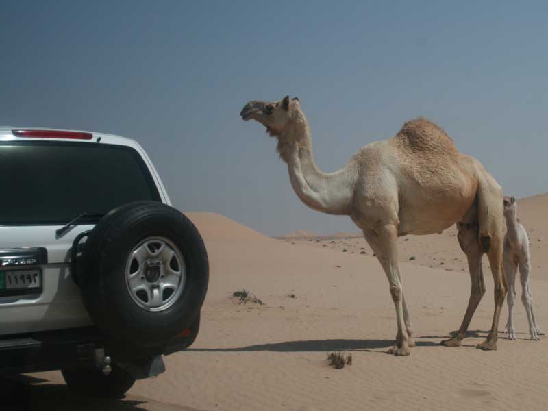 Kamele in der W&uuml;ste